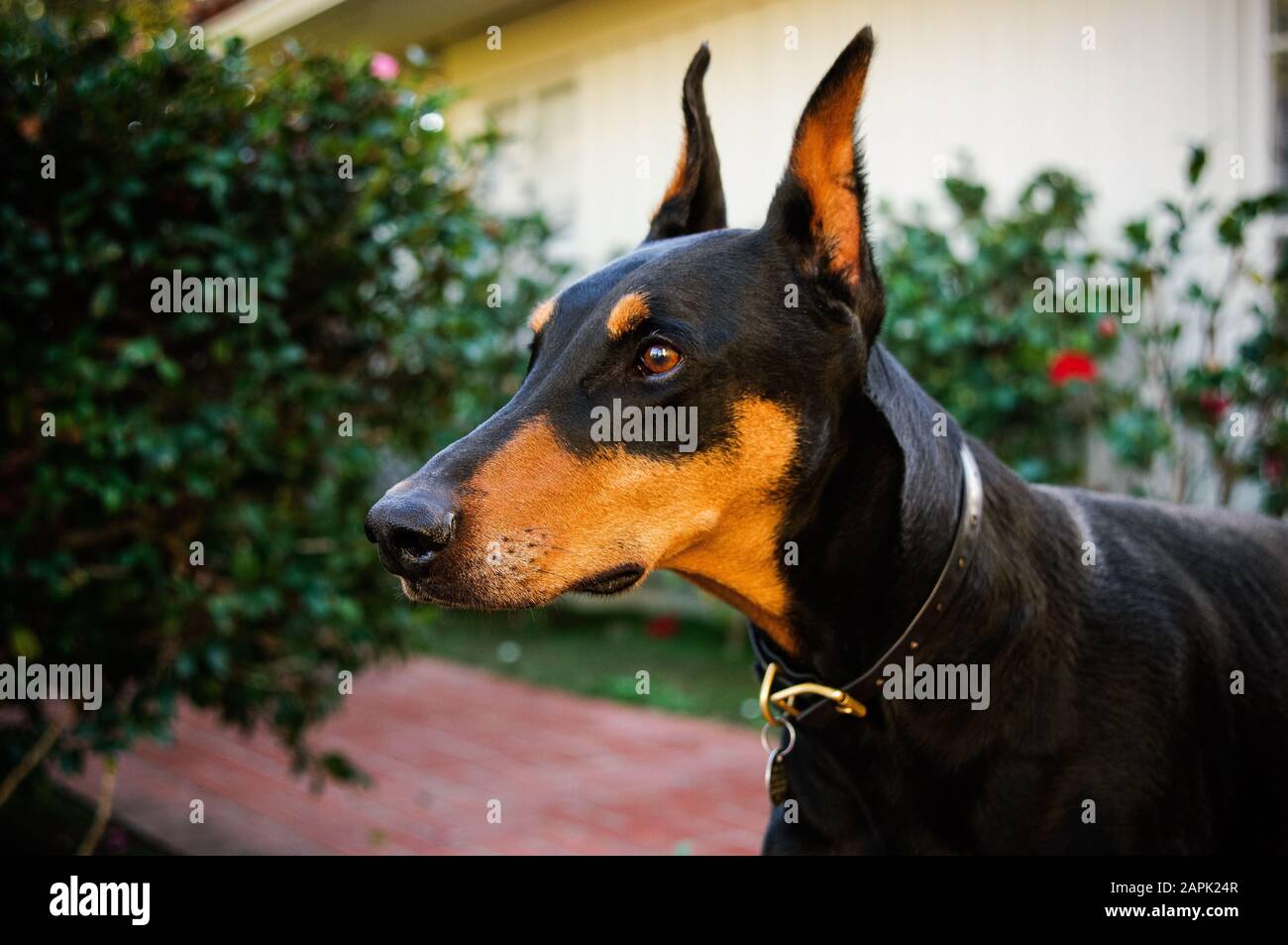 Portrait extérieur du chien Doberman Pinscher Banque D'Images