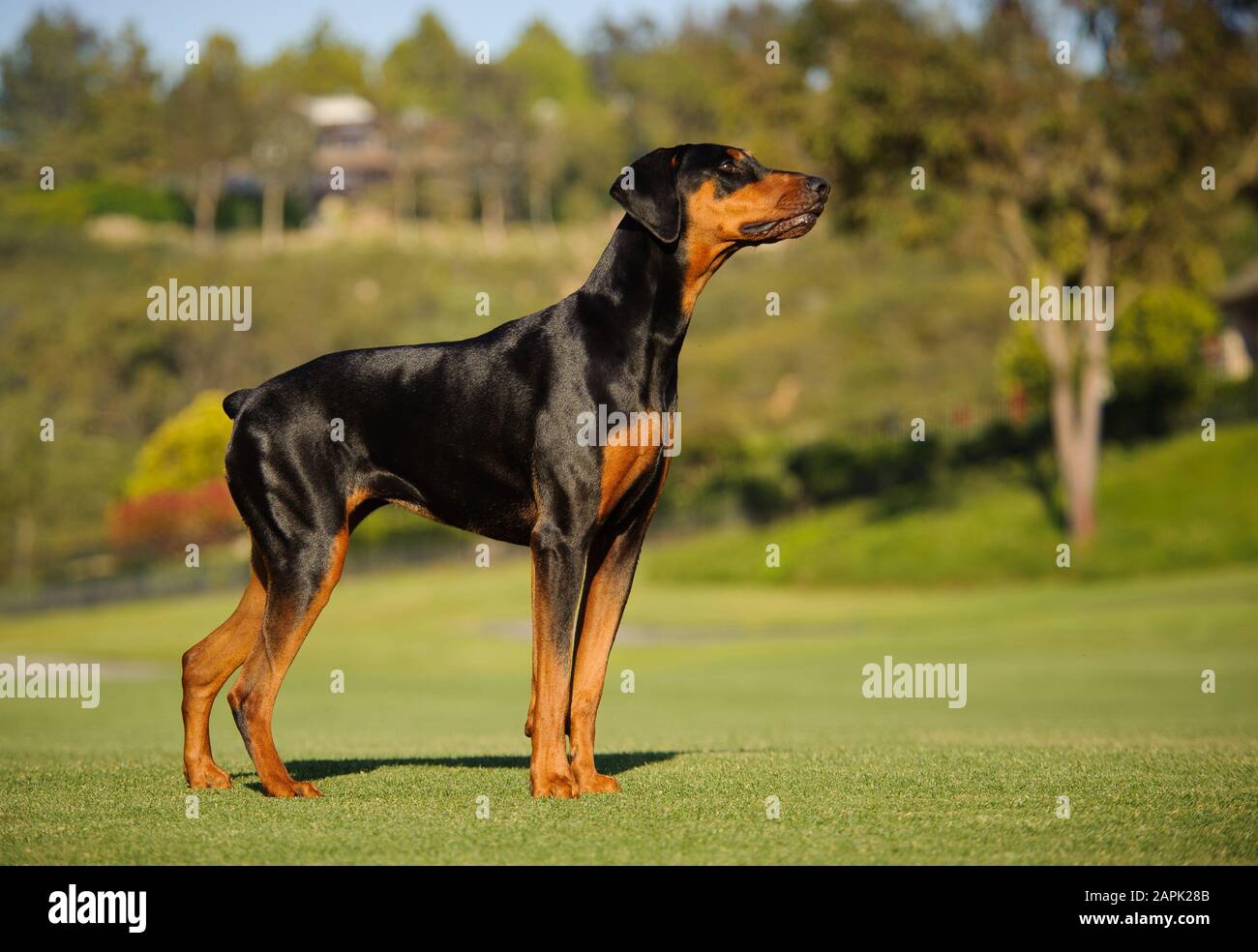 Portrait extérieur du chien Doberman Pinscher Banque D'Images
