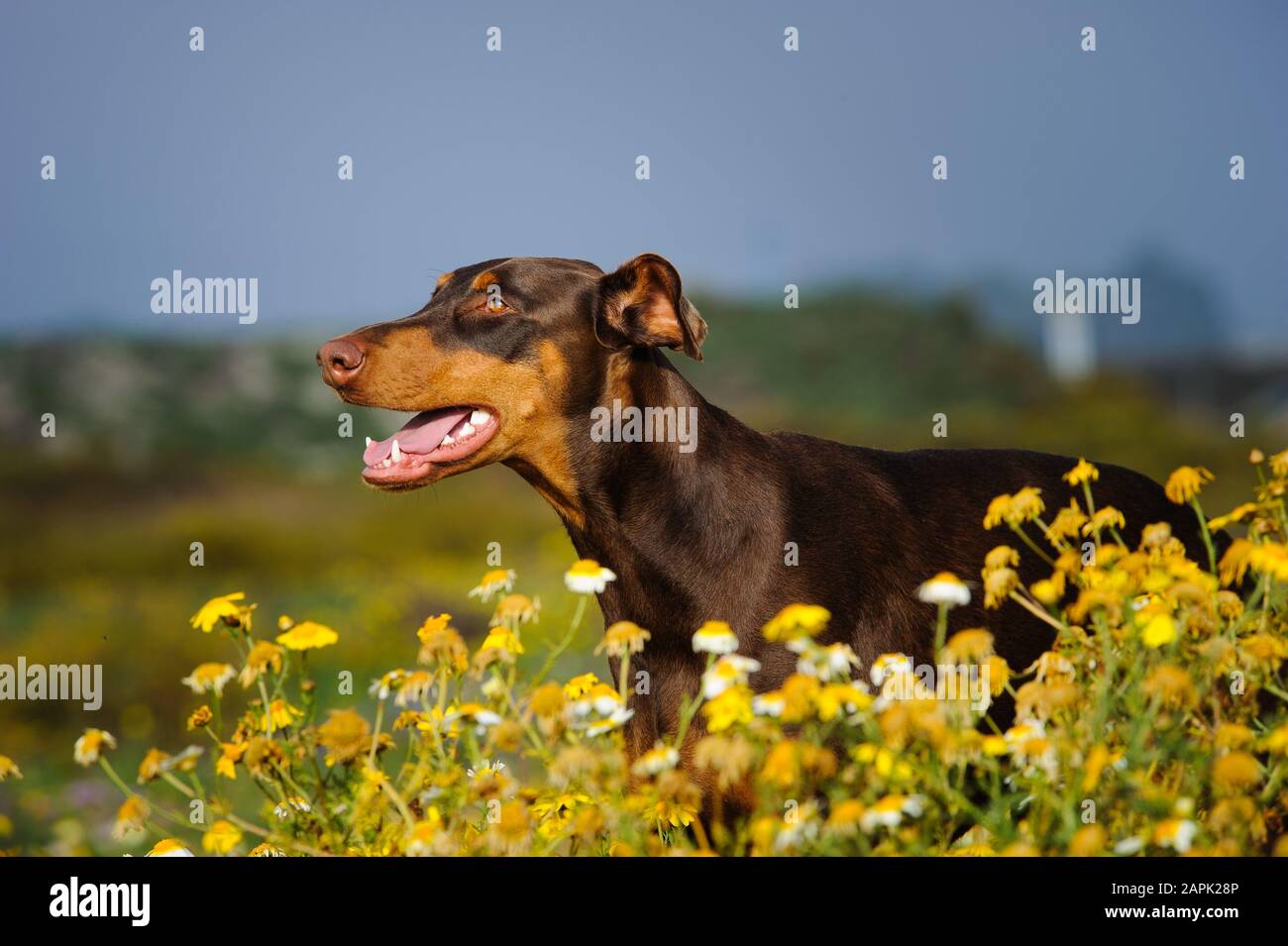 Portrait extérieur du chien Doberman Pinscher Banque D'Images