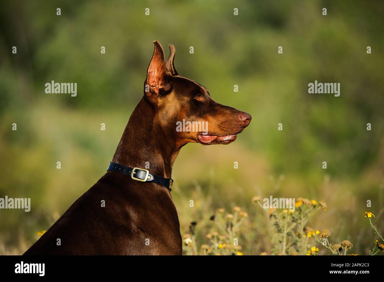 Portrait extérieur du chien Doberman Pinscher Banque D'Images