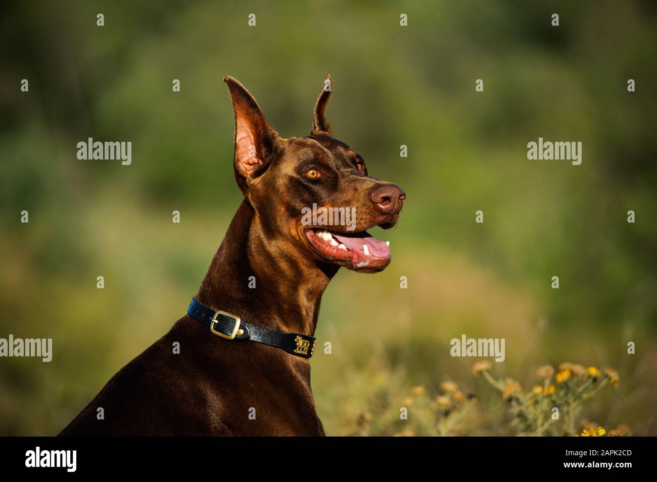 Portrait extérieur du chien Doberman Pinscher Banque D'Images