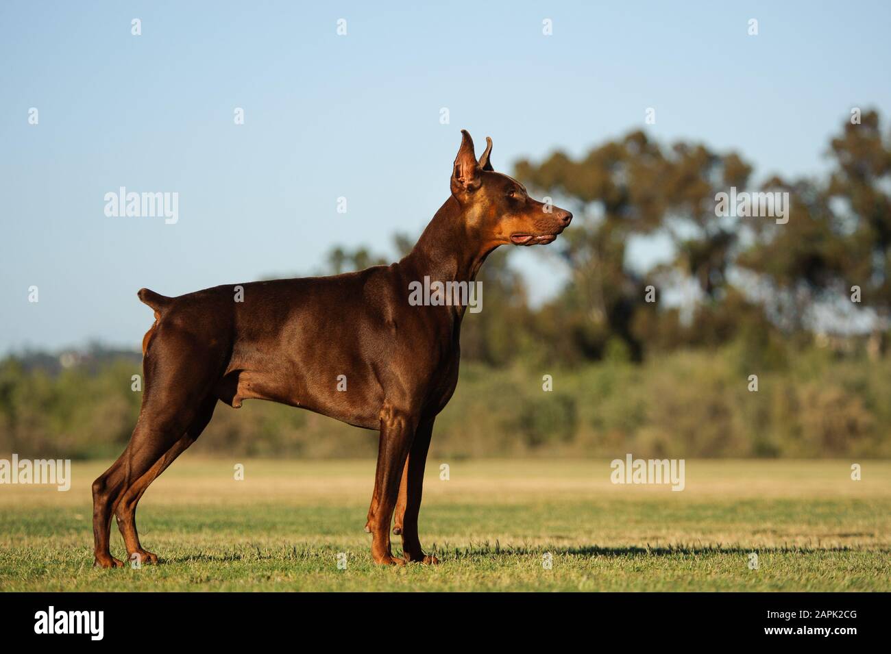 Portrait extérieur du chien Doberman Pinscher Banque D'Images