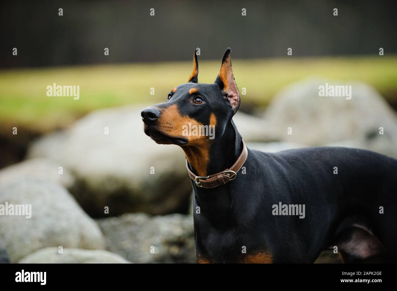 Portrait extérieur du chien Doberman Pinscher Banque D'Images