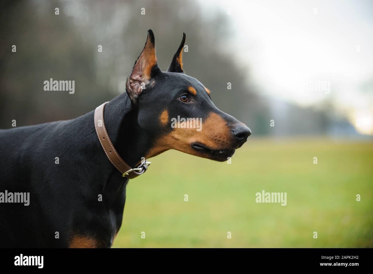 Portrait extérieur du chien Doberman Pinscher Banque D'Images
