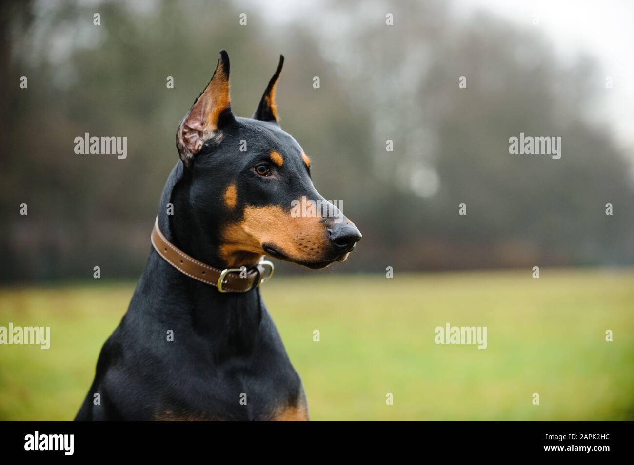 Portrait extérieur du chien Doberman Pinscher Banque D'Images