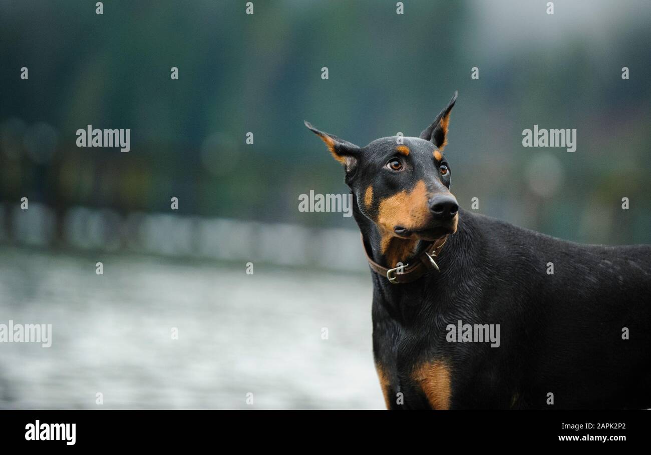 Portrait extérieur du chien Doberman Pinscher Banque D'Images