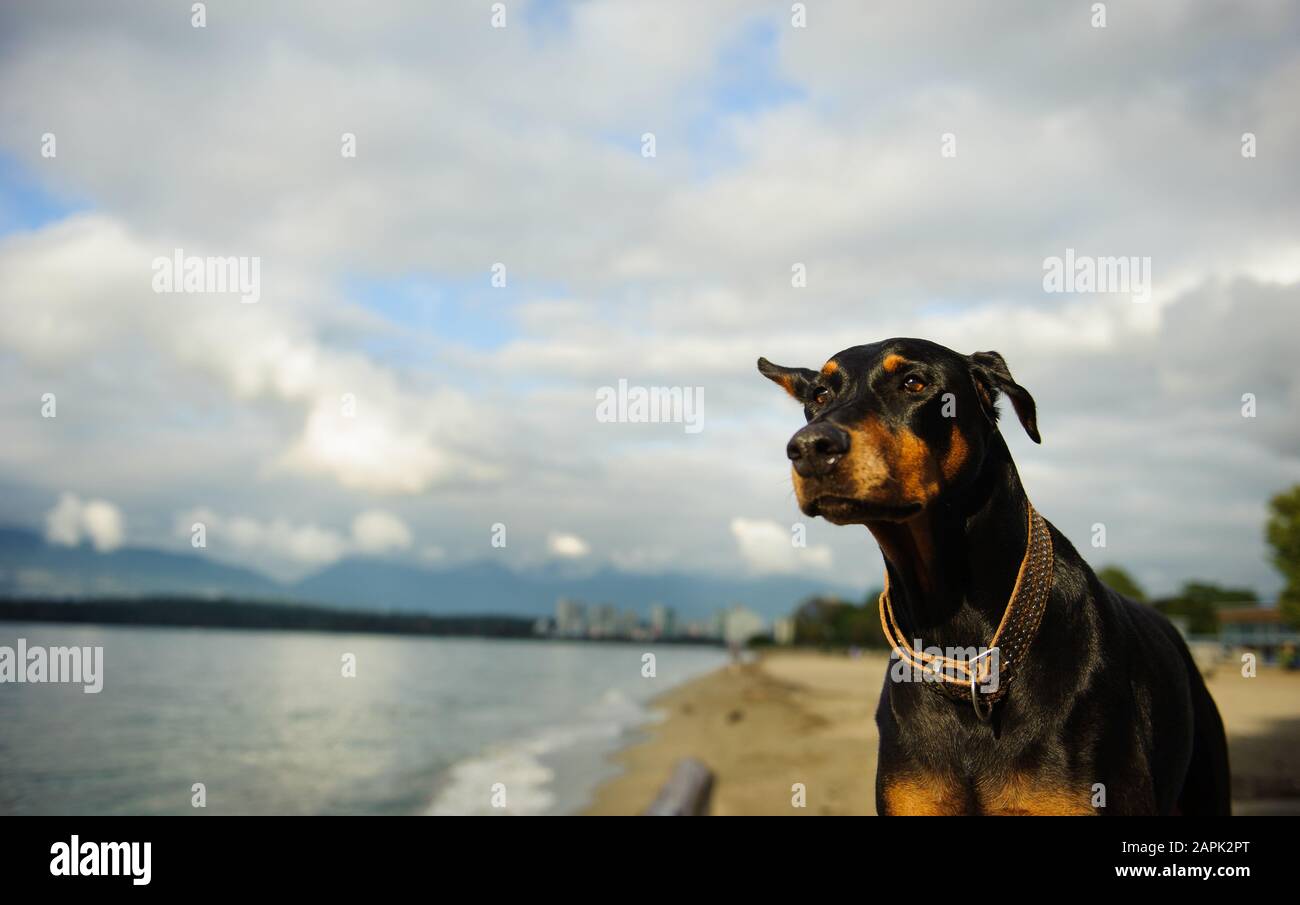 Portrait extérieur du chien Doberman Pinscher Banque D'Images