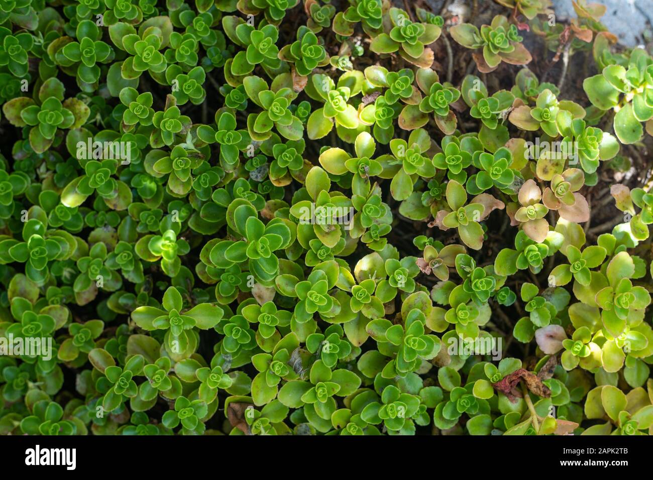 Feuilles vertes fond floral. Résumé nature contexte Banque D'Images