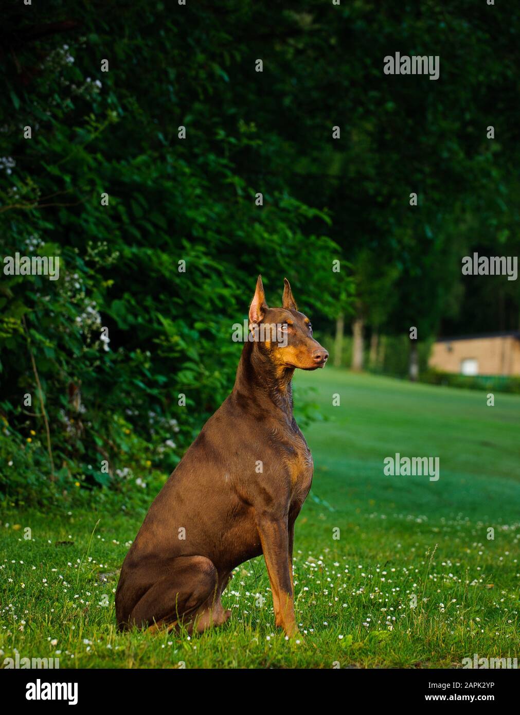 Portrait extérieur du chien Doberman Pinscher Banque D'Images