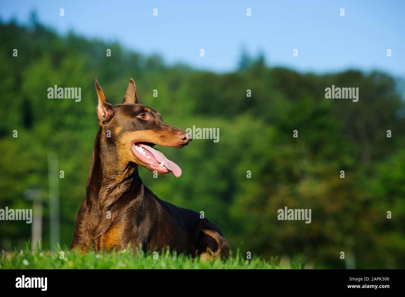 Portrait extérieur du chien Doberman Pinscher Banque D'Images