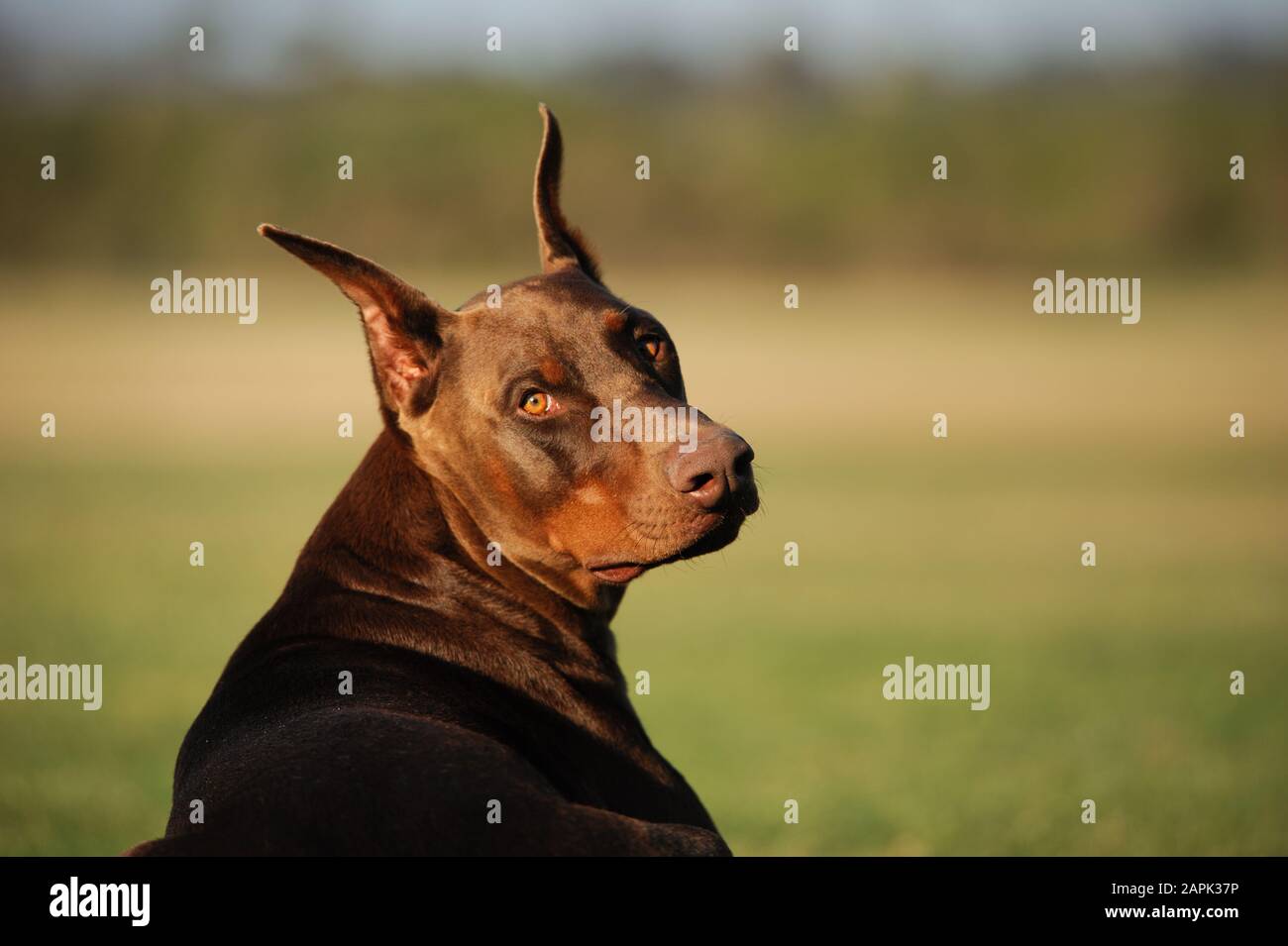 Portrait extérieur du chien Doberman Pinscher Banque D'Images