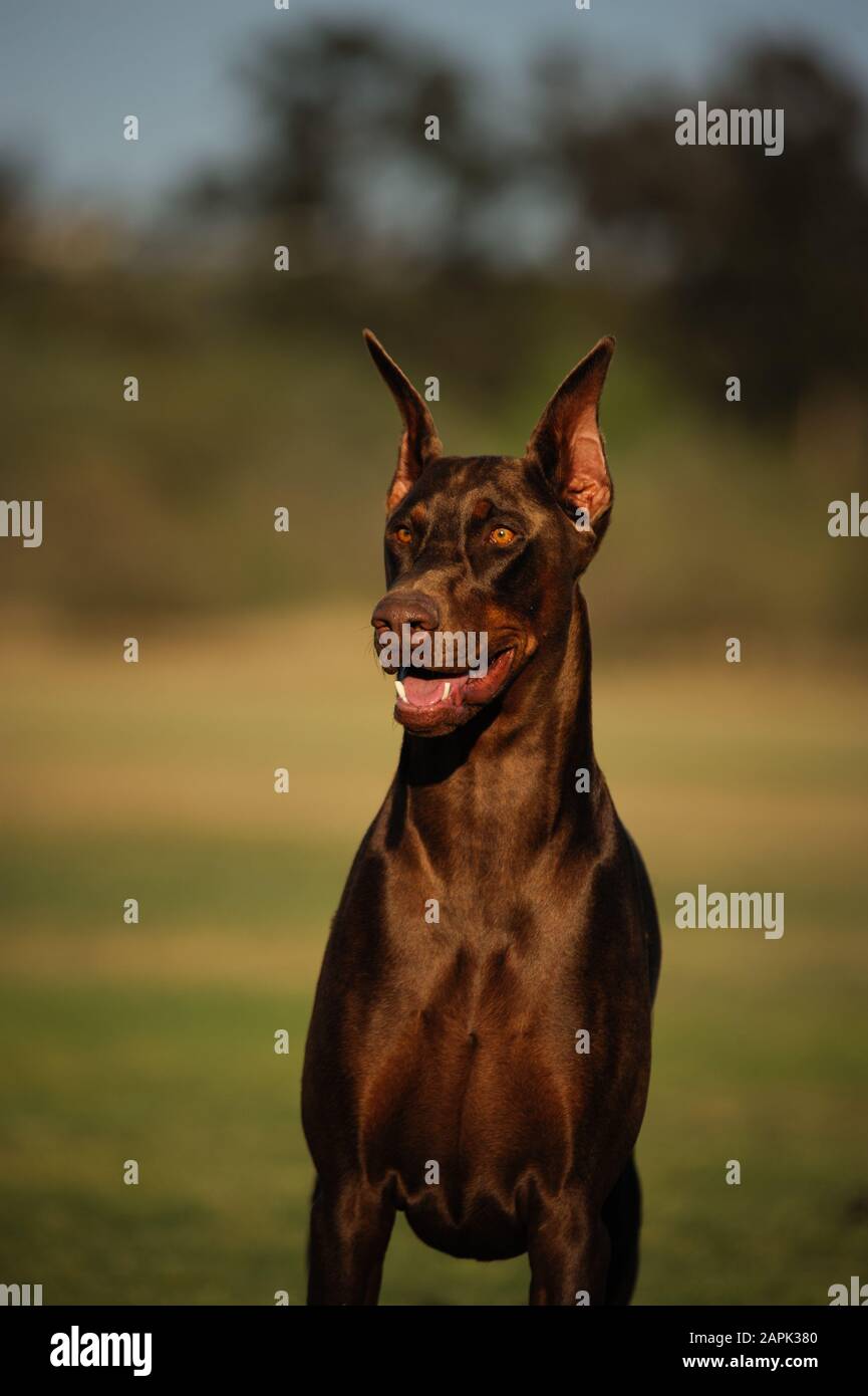 Portrait extérieur du chien Doberman Pinscher Banque D'Images