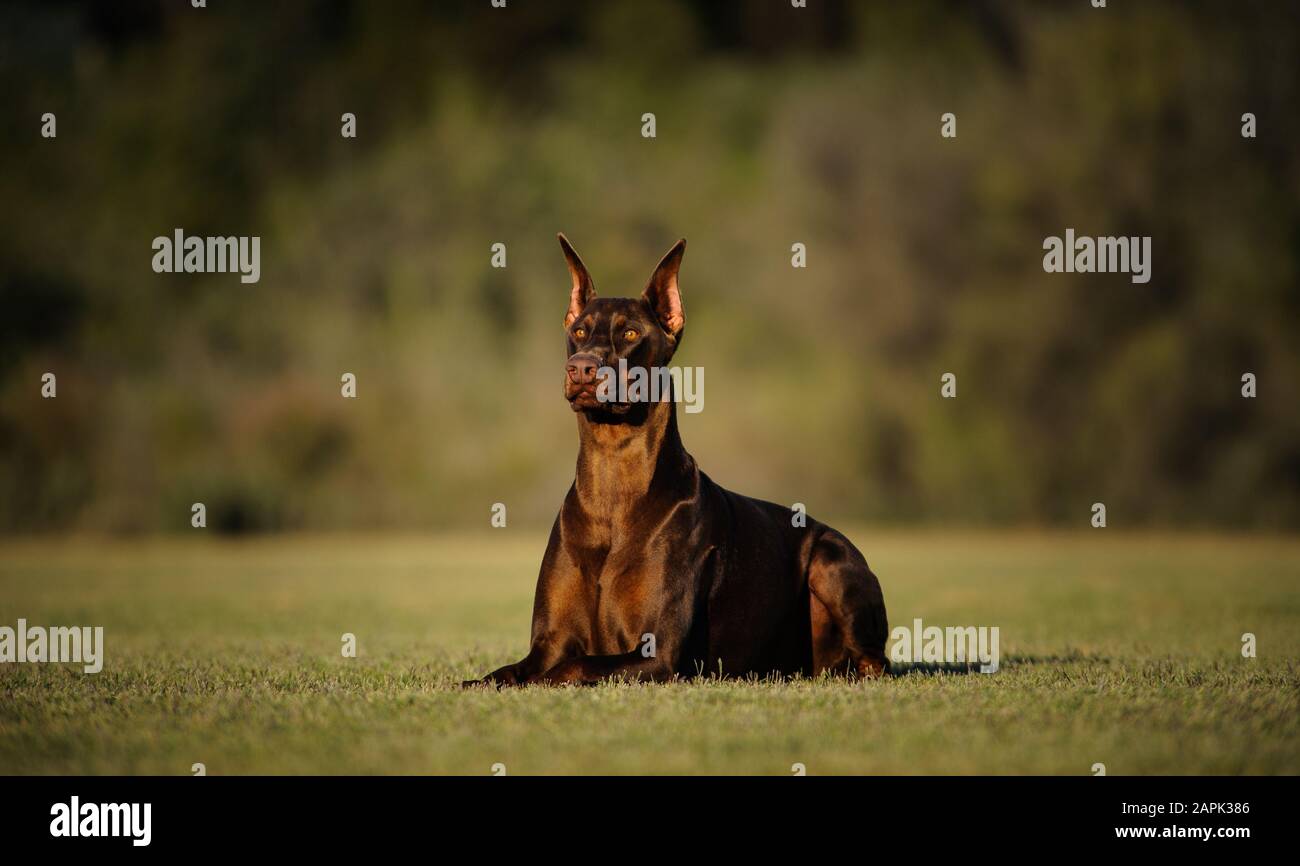 Portrait extérieur du chien Doberman Pinscher Banque D'Images