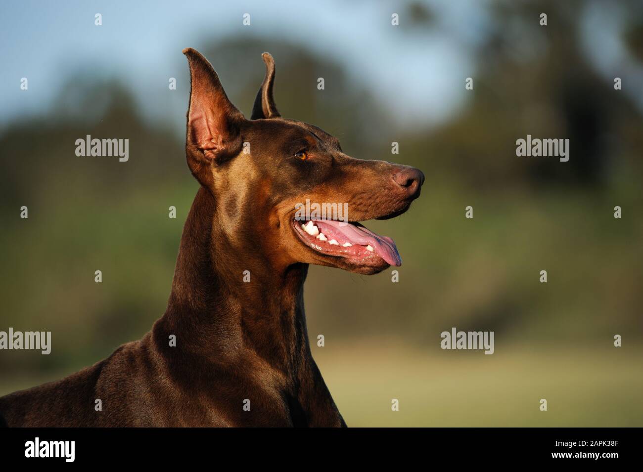 Portrait extérieur du chien Doberman Pinscher Banque D'Images