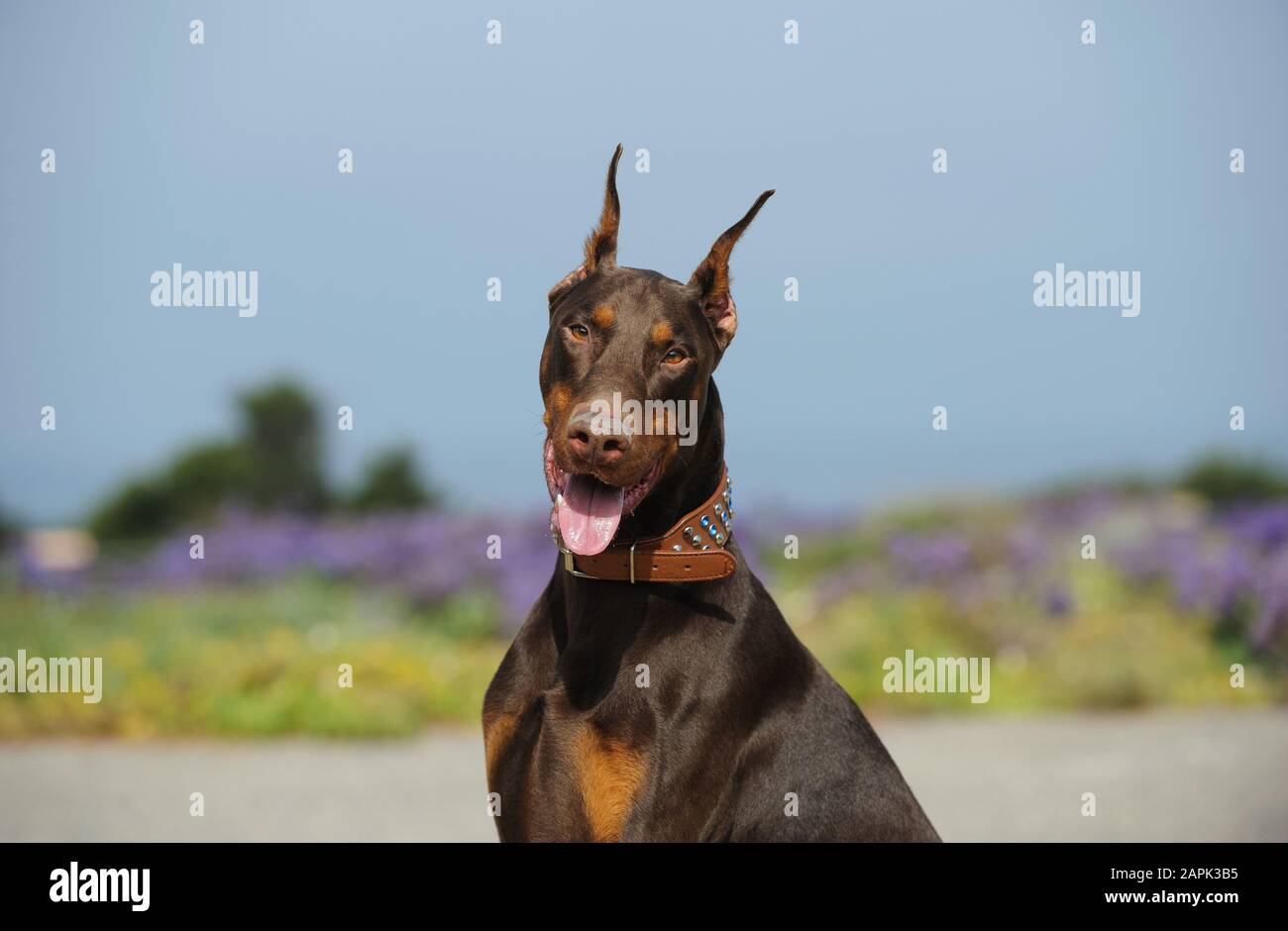 Portrait extérieur du chien Doberman Pinscher Banque D'Images