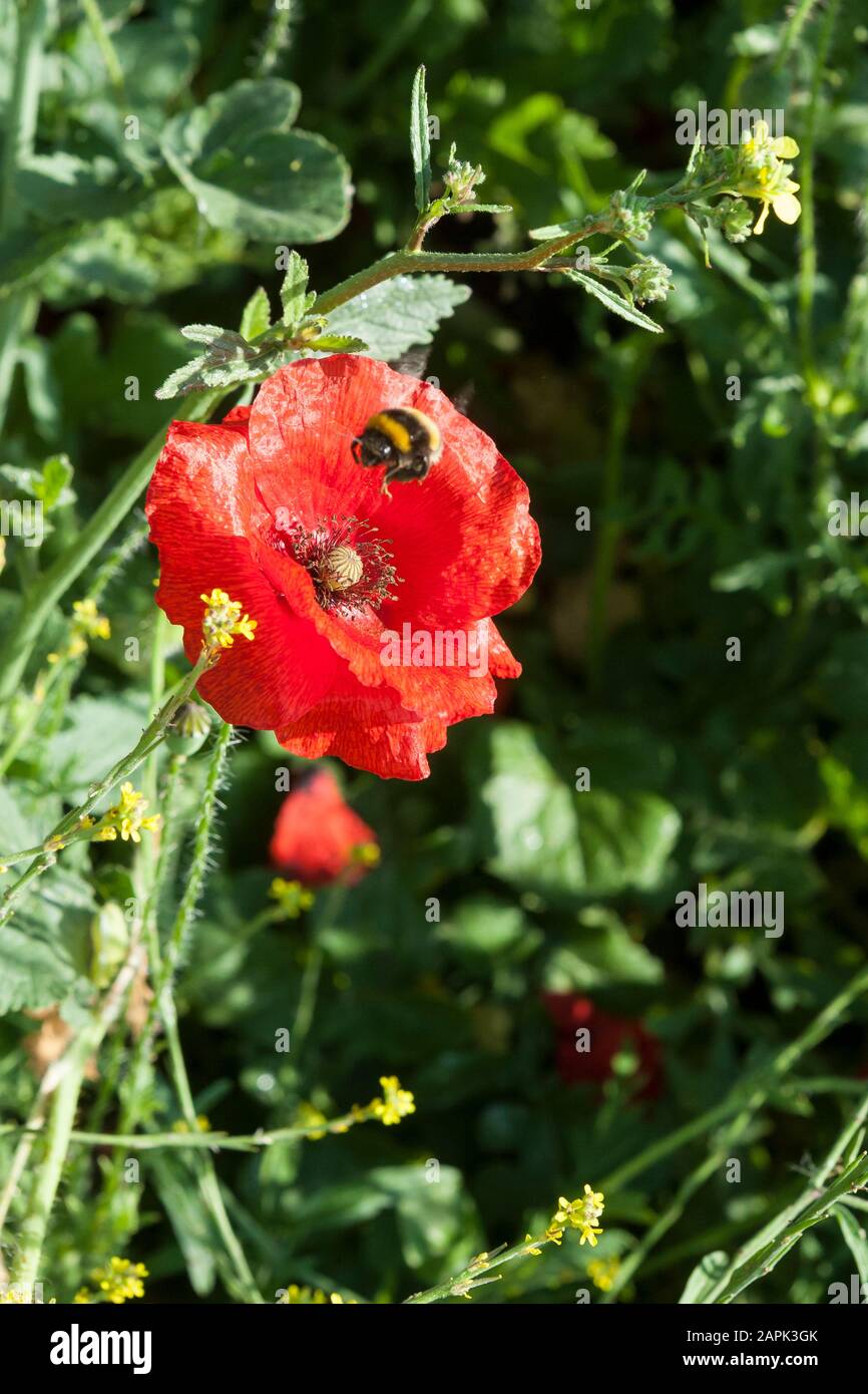 L'abeille à bosse (Bombus terretris) qui recueille du pollen d'un coquelicot commun (Papaver rhoeas) qui pousse dans la baie de Stokes, Gosport, Hampshire, Royaume-Uni Banque D'Images