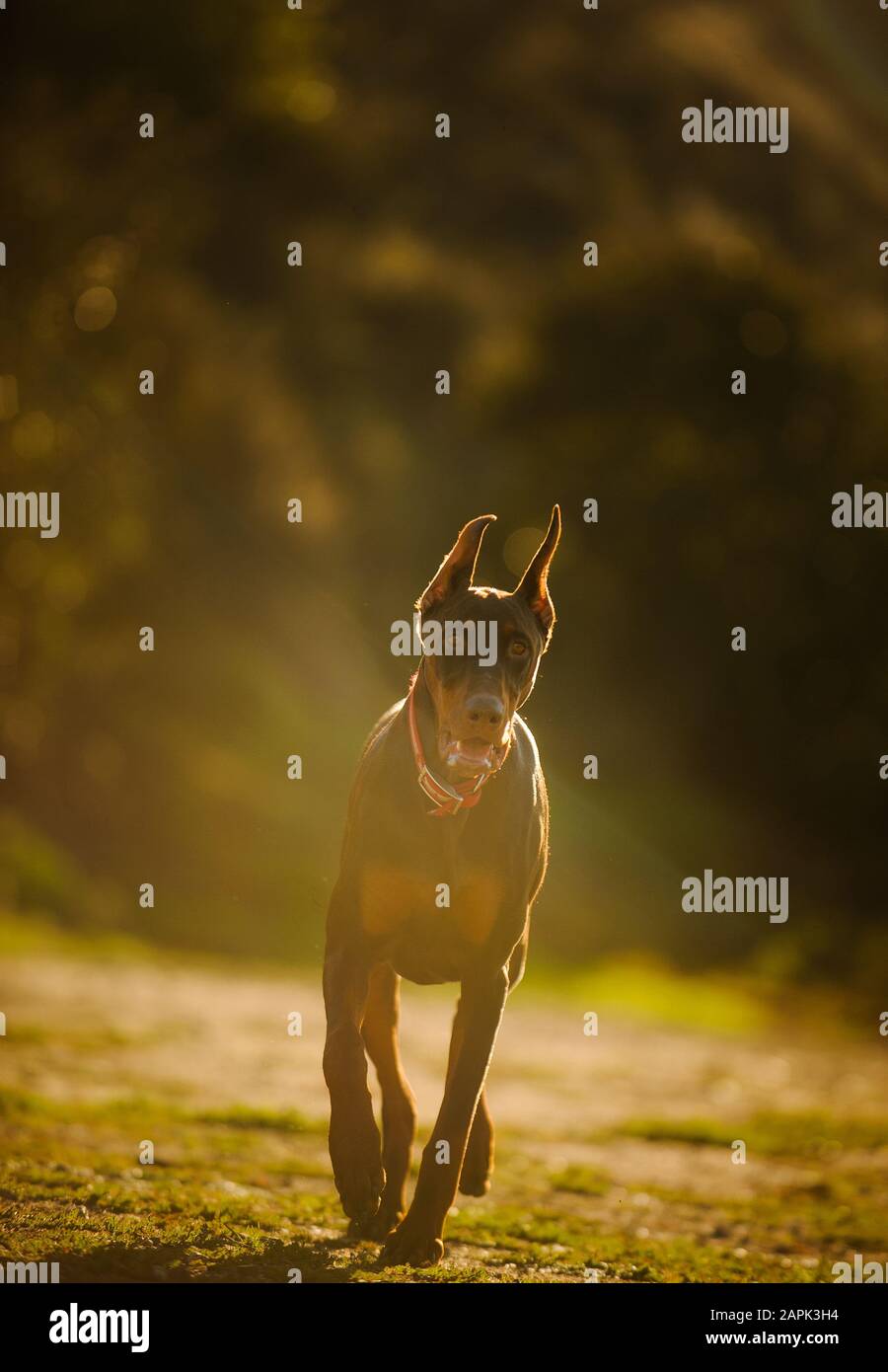 Portrait extérieur du chien Doberman Pinscher Banque D'Images