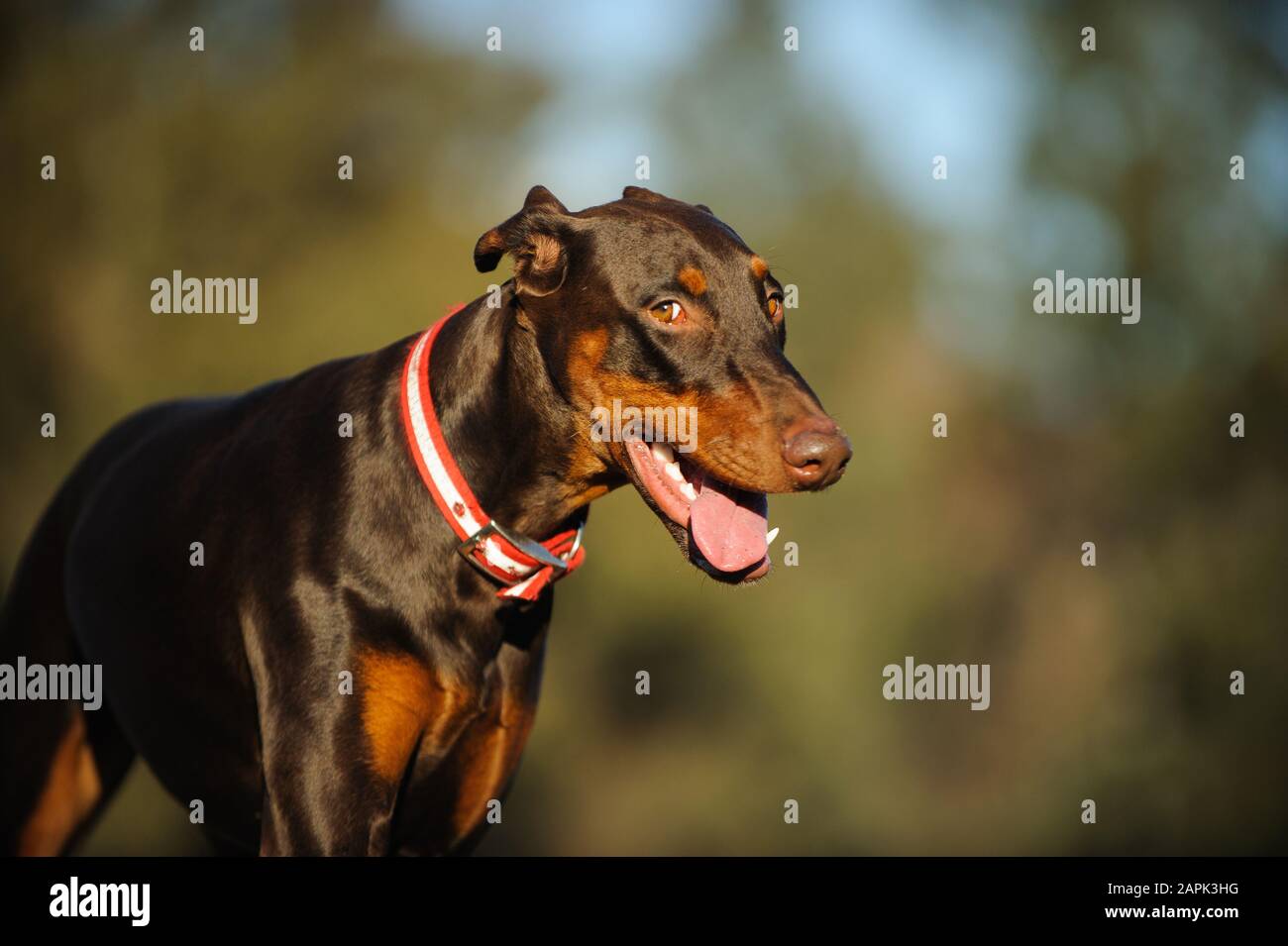 Portrait extérieur du chien Doberman Pinscher Banque D'Images