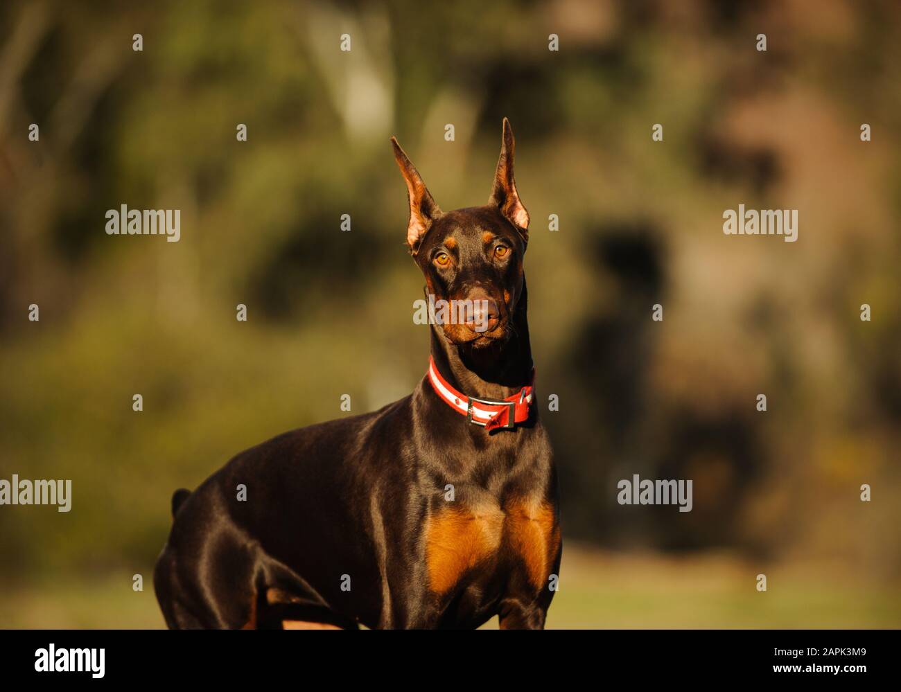 Portrait extérieur du chien Doberman Pinscher Banque D'Images