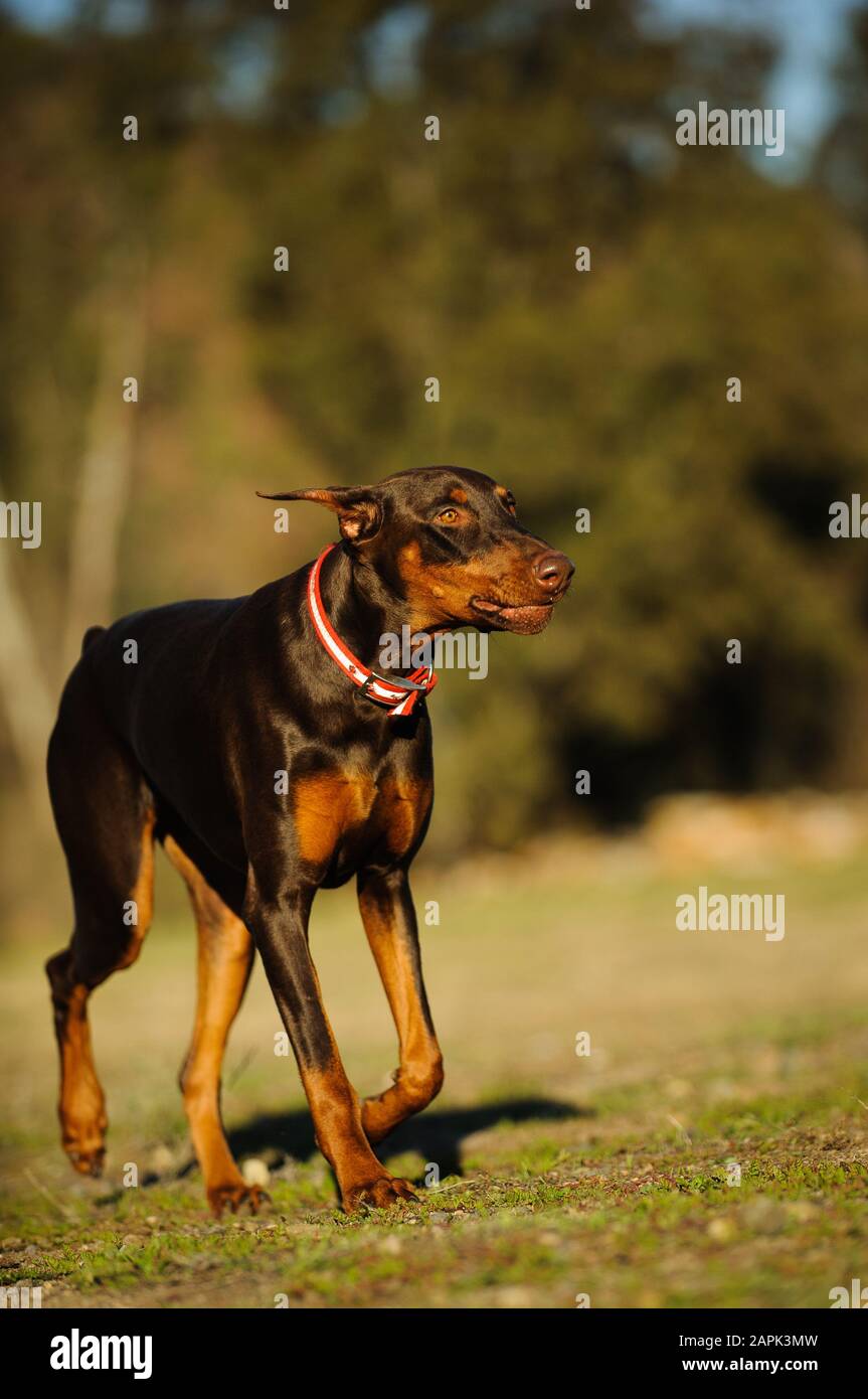 Portrait extérieur du chien Doberman Pinscher Banque D'Images