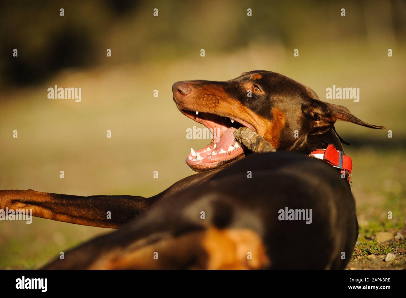 Portrait extérieur du chien Doberman Pinscher Banque D'Images