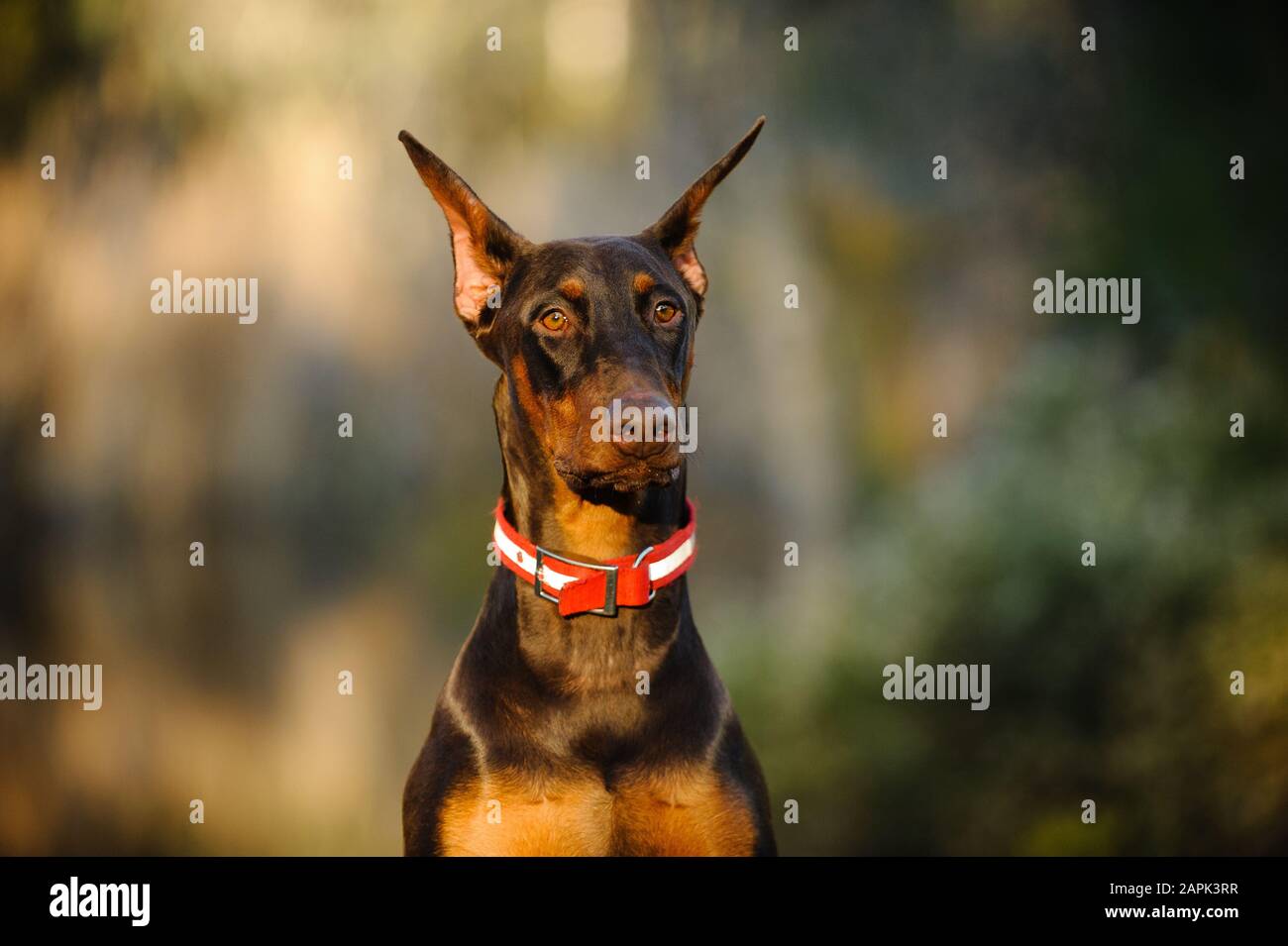 Portrait extérieur du chien Doberman Pinscher Banque D'Images