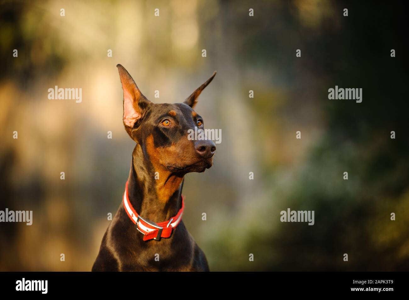 Portrait extérieur du chien Doberman Pinscher Banque D'Images