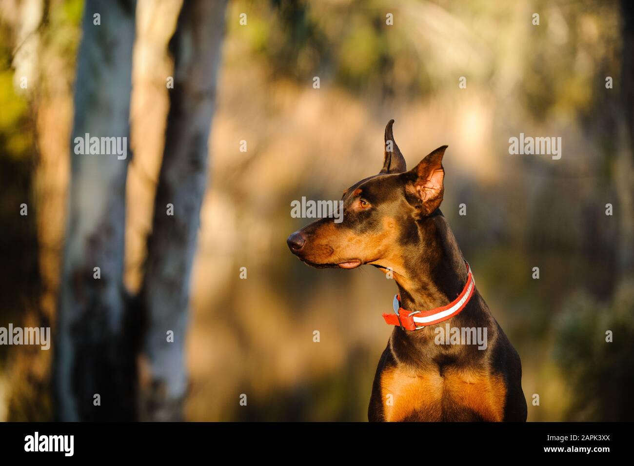 Portrait extérieur du chien Doberman Pinscher Banque D'Images