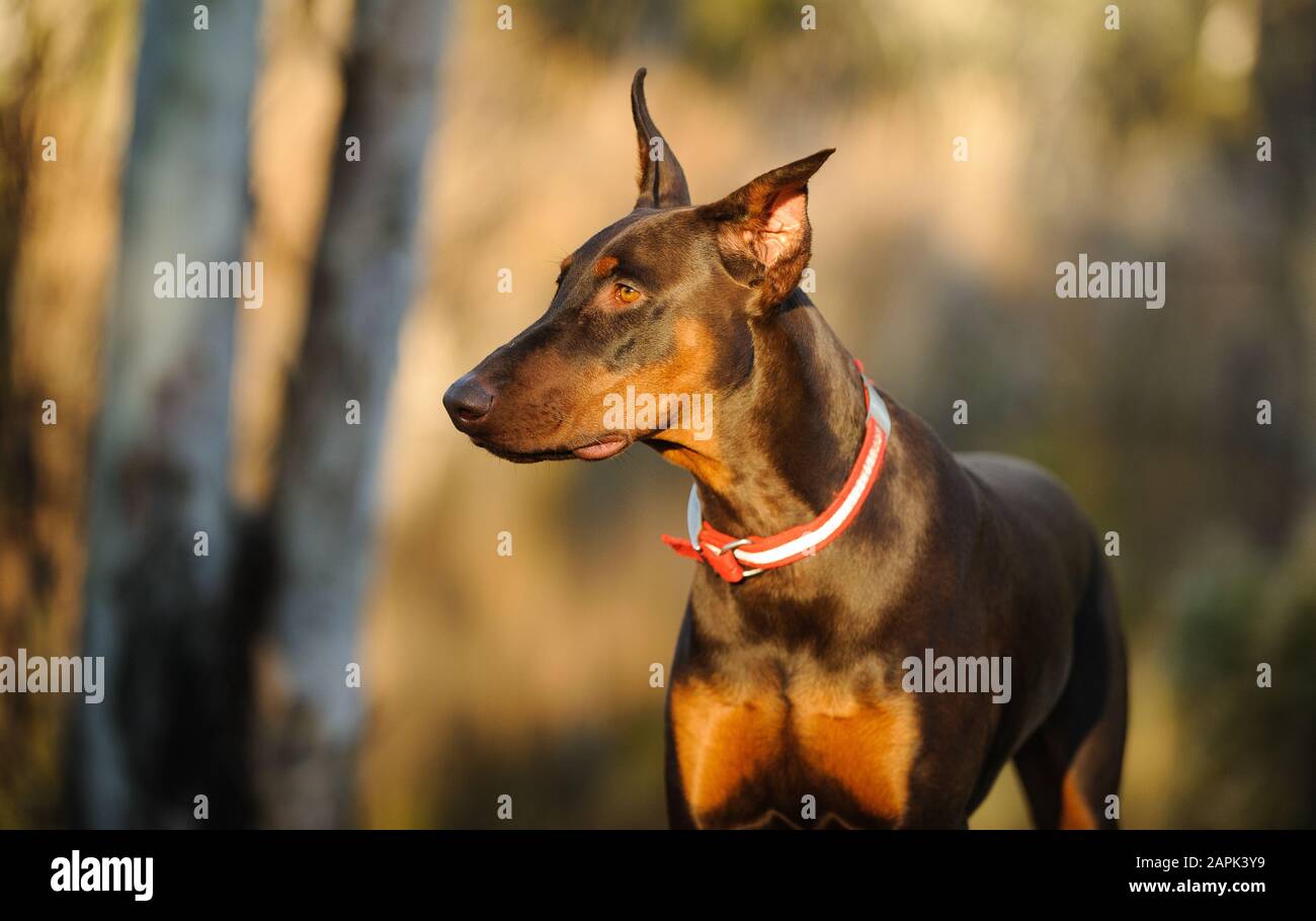 Portrait extérieur du chien Doberman Pinscher Banque D'Images
