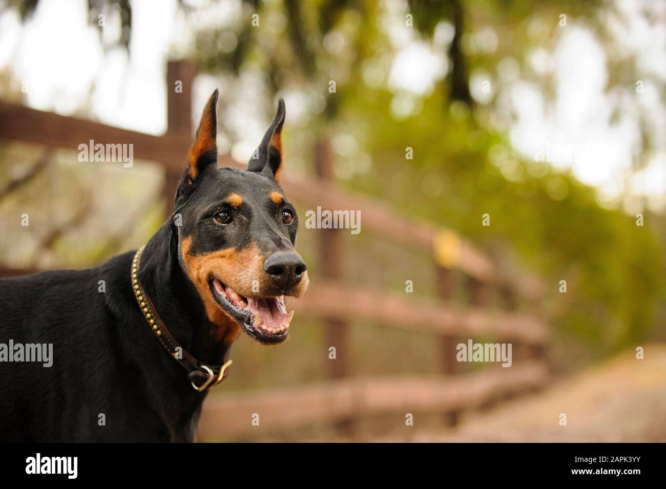Portrait extérieur du chien Doberman Pinscher Banque D'Images