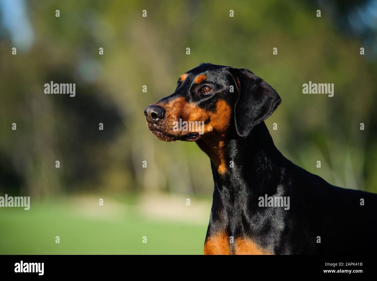 Portrait extérieur du chien Doberman Pinscher Banque D'Images