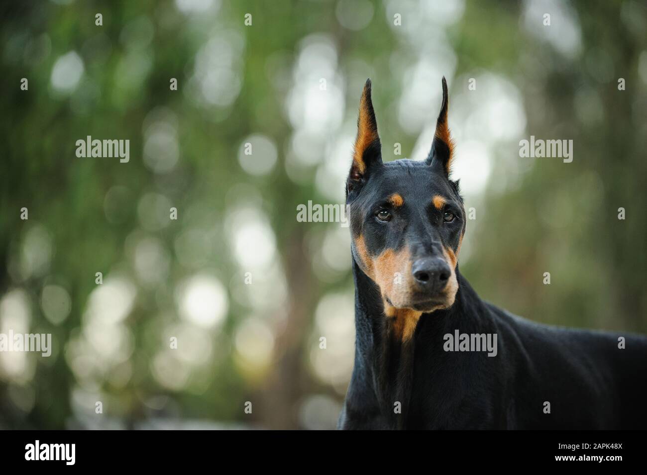 Portrait extérieur du chien Doberman Pinscher Banque D'Images