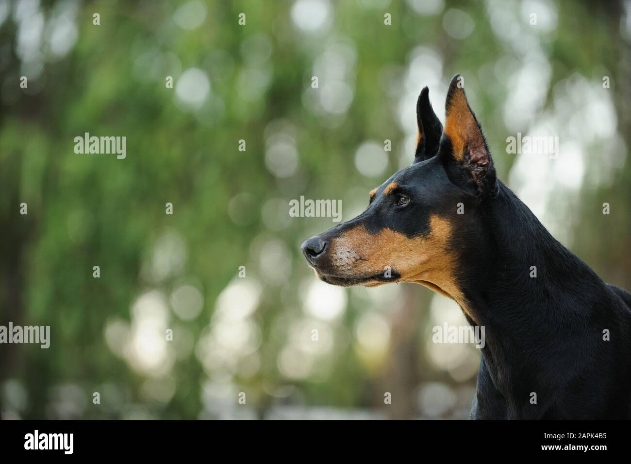 Portrait extérieur du chien Doberman Pinscher Banque D'Images