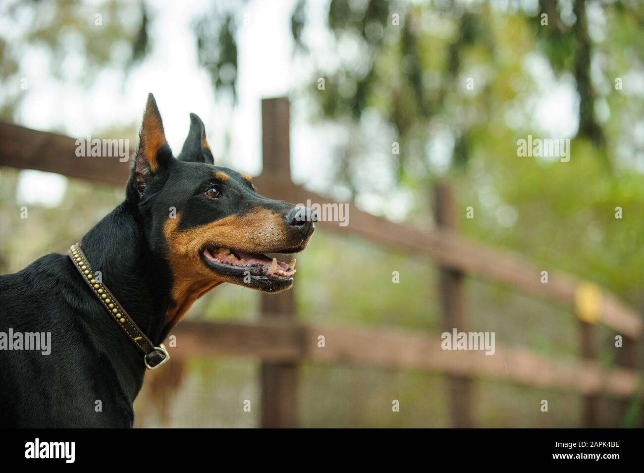 Portrait extérieur du chien Doberman Pinscher Banque D'Images