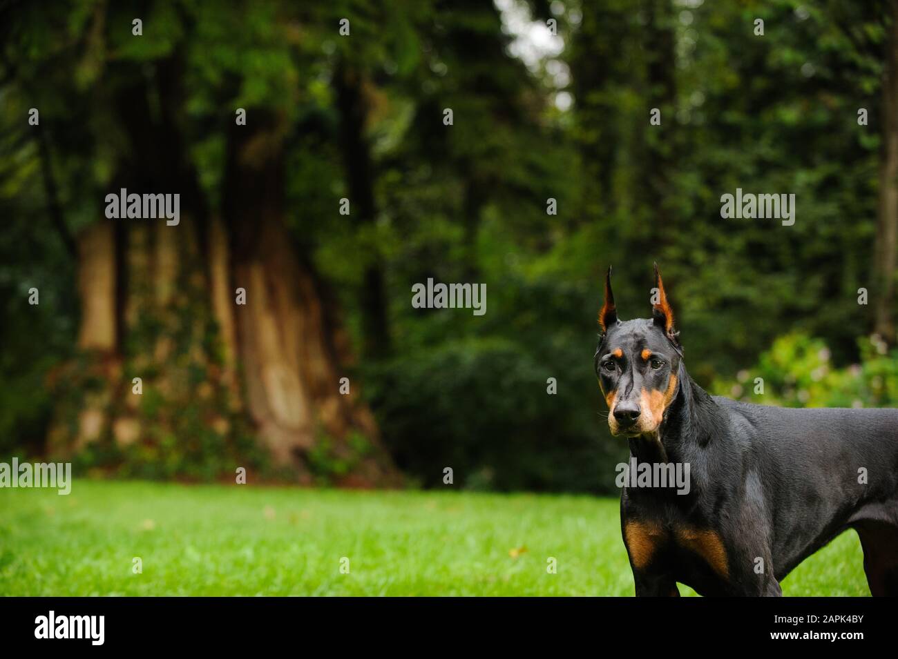 Portrait extérieur du chien Doberman Pinscher Banque D'Images