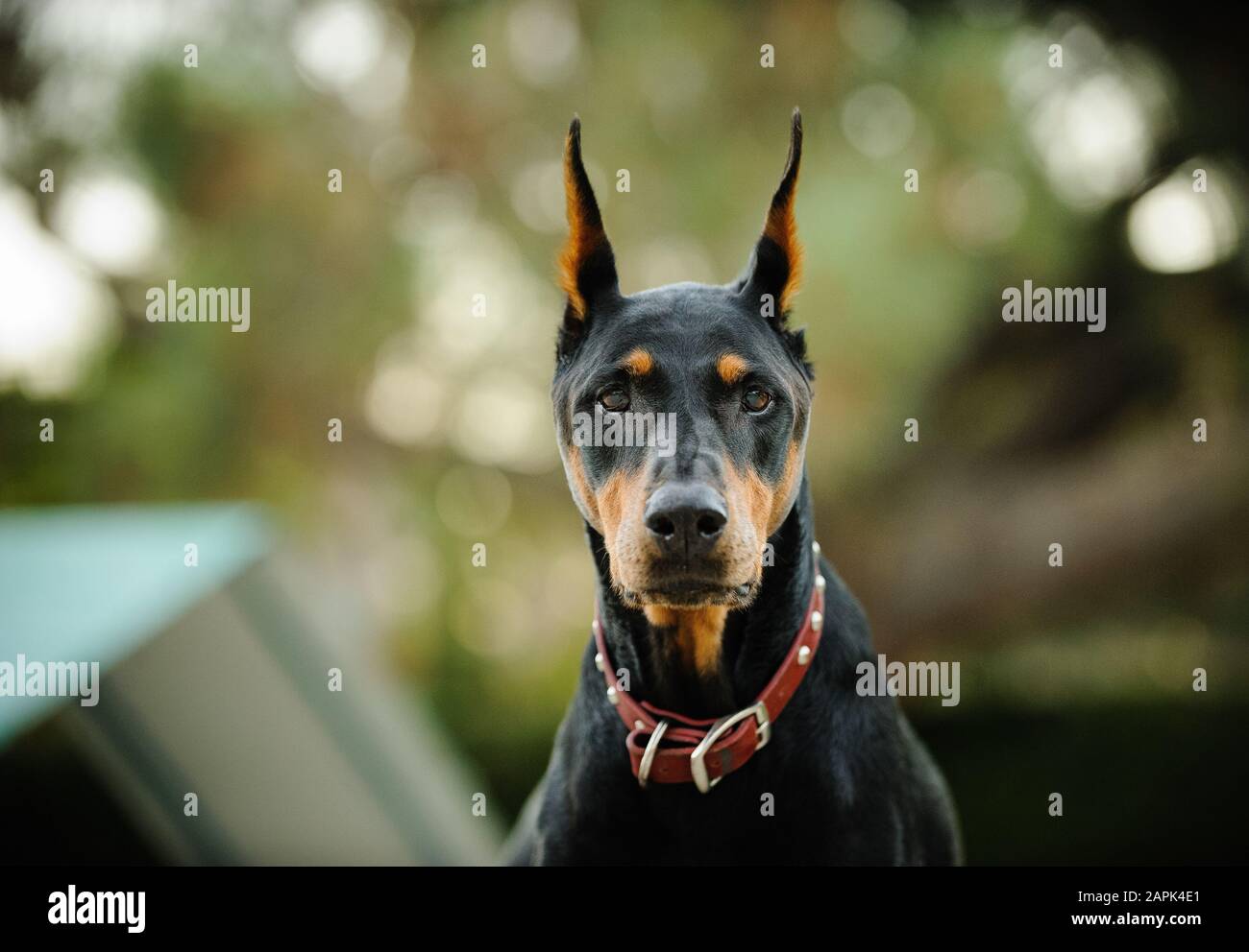 Portrait extérieur du chien Doberman Pinscher Banque D'Images