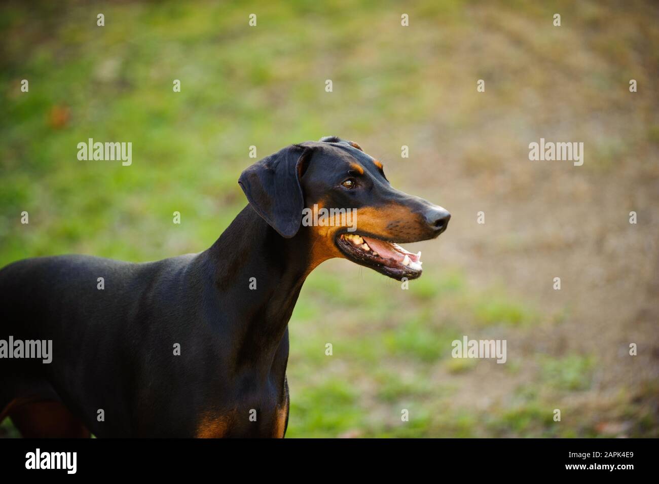 Portrait extérieur du chien Doberman Pinscher Banque D'Images