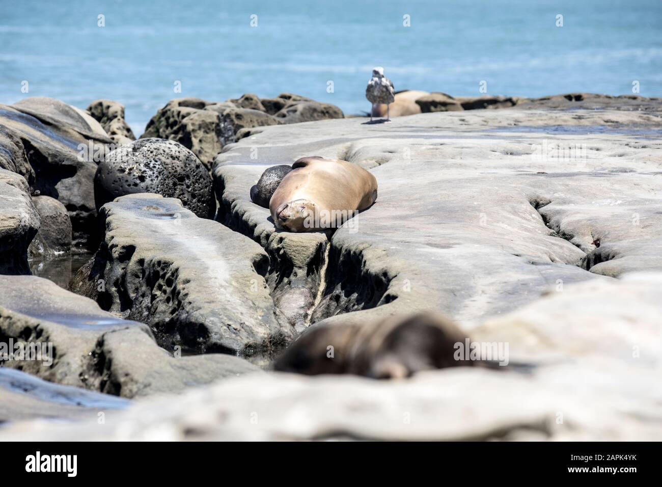 Sea Lion dormant sur les rochers à la Jolla Cove, San Diego, Californie avec un mouette en arrière-plan Banque D'Images