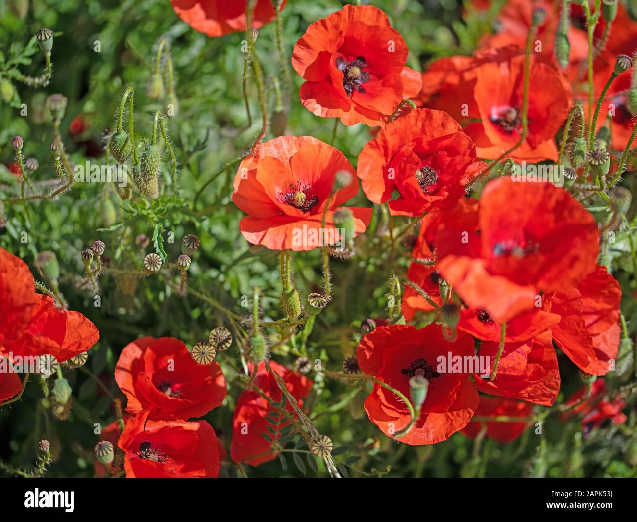 Pavot à maïs fleuri, papaaver rhoeas, en été Banque D'Images