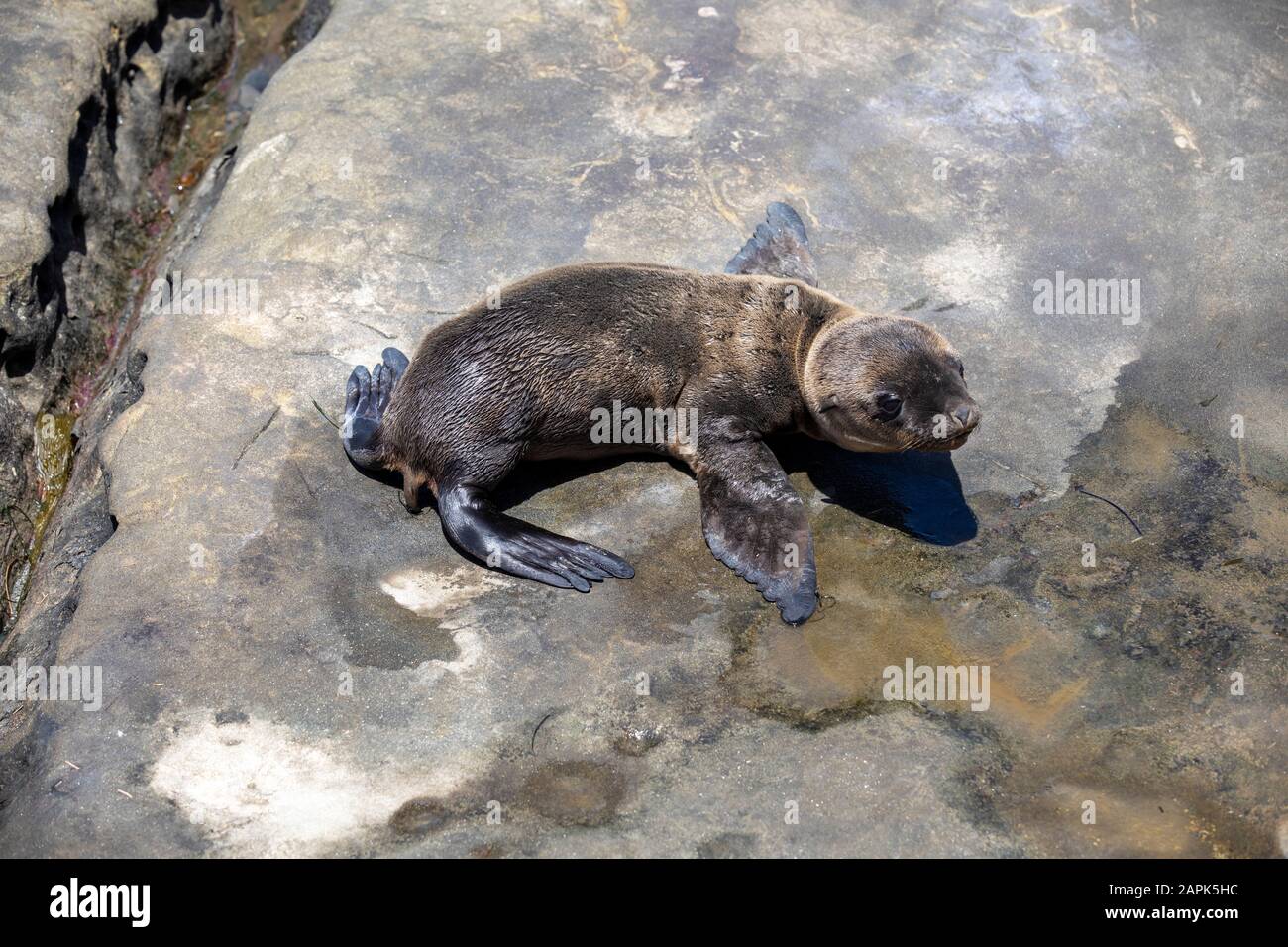 Bébé Seal Lion pup à la Jolla Cove près de San Diego sur les rochers Banque D'Images
