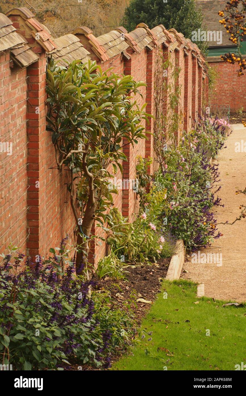 Vue sur un mur de jardin en briques escarpé avec un sommet en escalier et des plantes étant formées contre lui en automne Banque D'Images