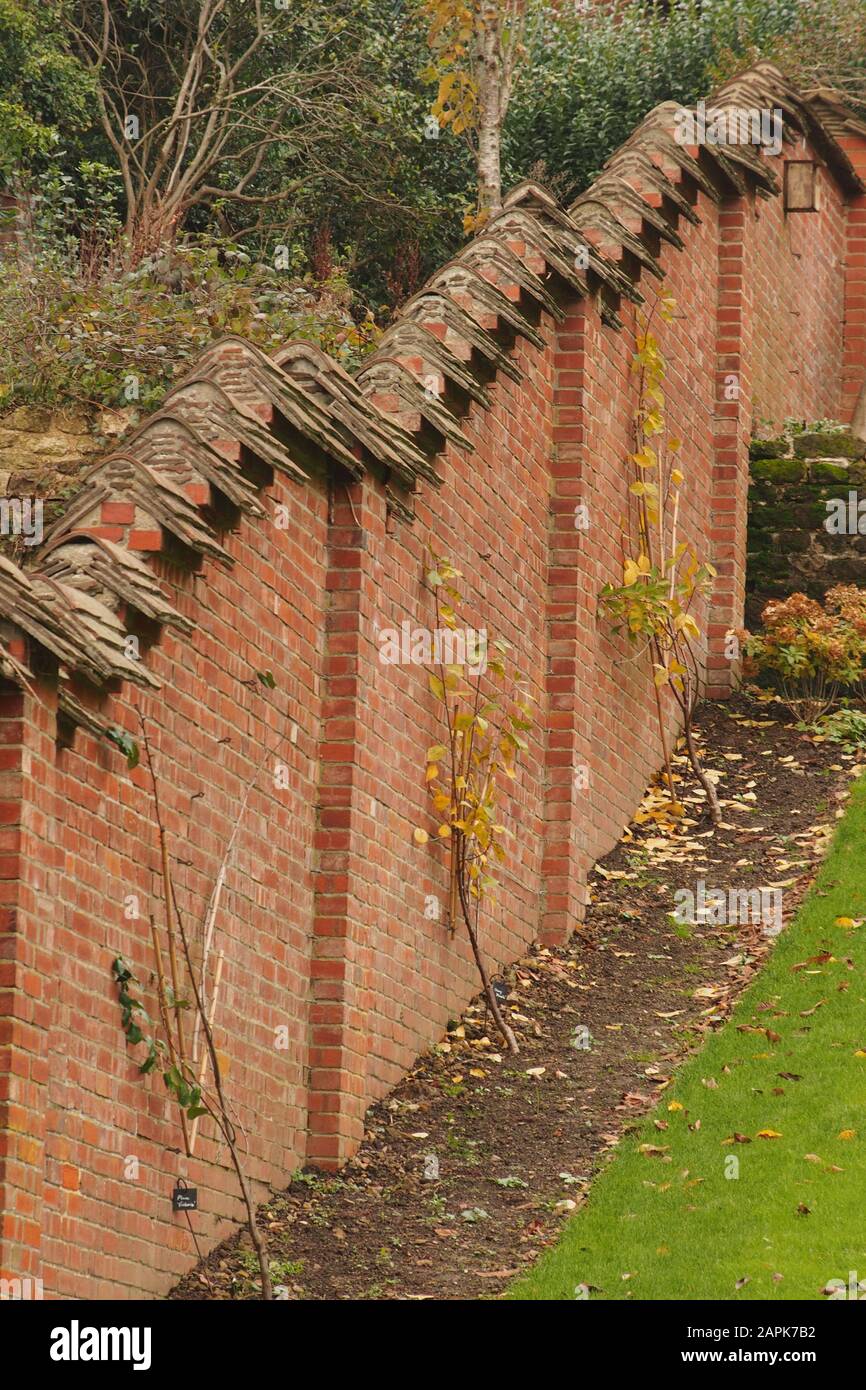 Vue sur un mur de jardin en briques escarpé avec un toit en escalier et des plantes étant formées contre lui en automne Banque D'Images