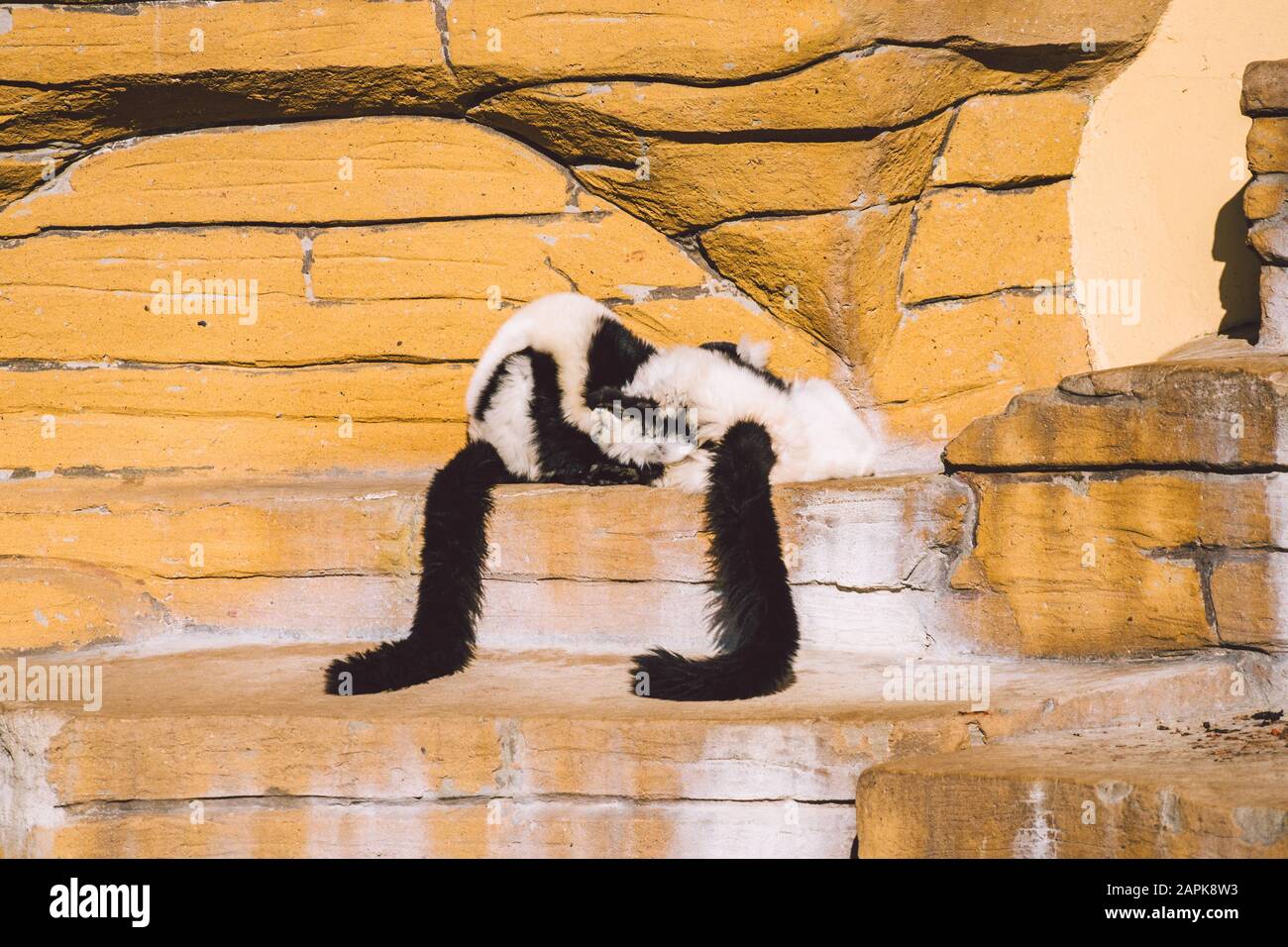 deux singes noirs et blancs qui jouent sur un rocher. Les lémuriens Vari s'amusent activement à se détendre par temps ensoleillé. Noir et blanc. Wari, varecia Banque D'Images