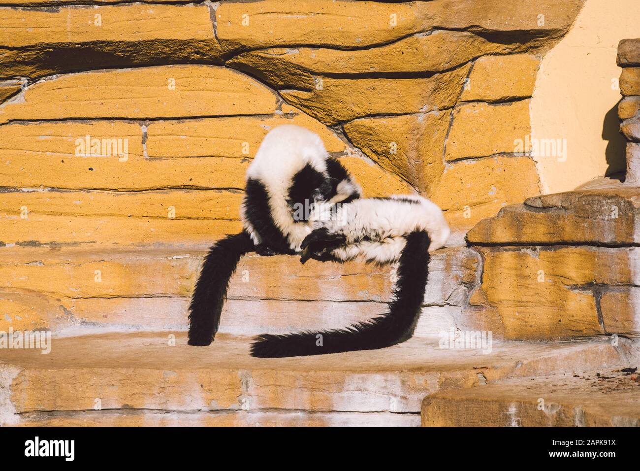 deux singes noirs et blancs qui jouent sur un rocher. Les lémuriens Vari s'amusent activement à se détendre par temps ensoleillé. Noir et blanc. Wari, varecia Banque D'Images