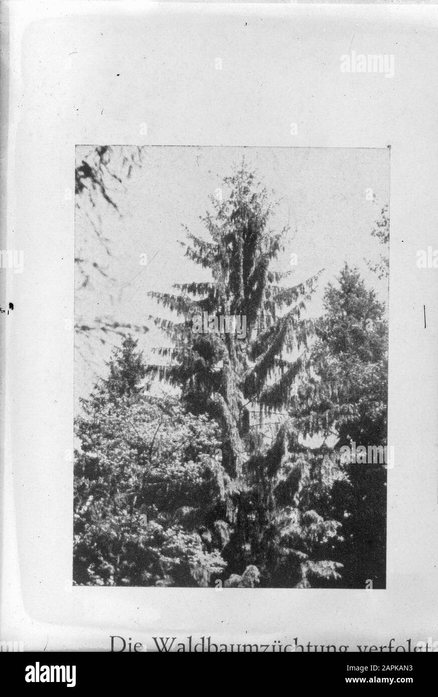 Arbres Date: Non daté mots clés: Arbres Banque D'Images Arbres Date: Non daté mots clés: Arbres Banque D'Images