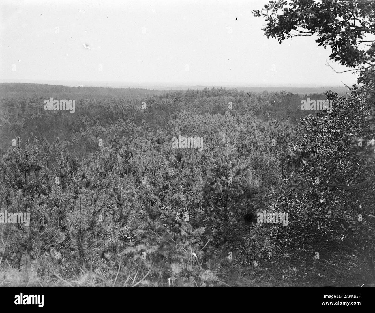 Feux de forêt Date: Non daté lieu: Gueldre, Ugchelen mots clés: Feux de forêt Banque D'Images