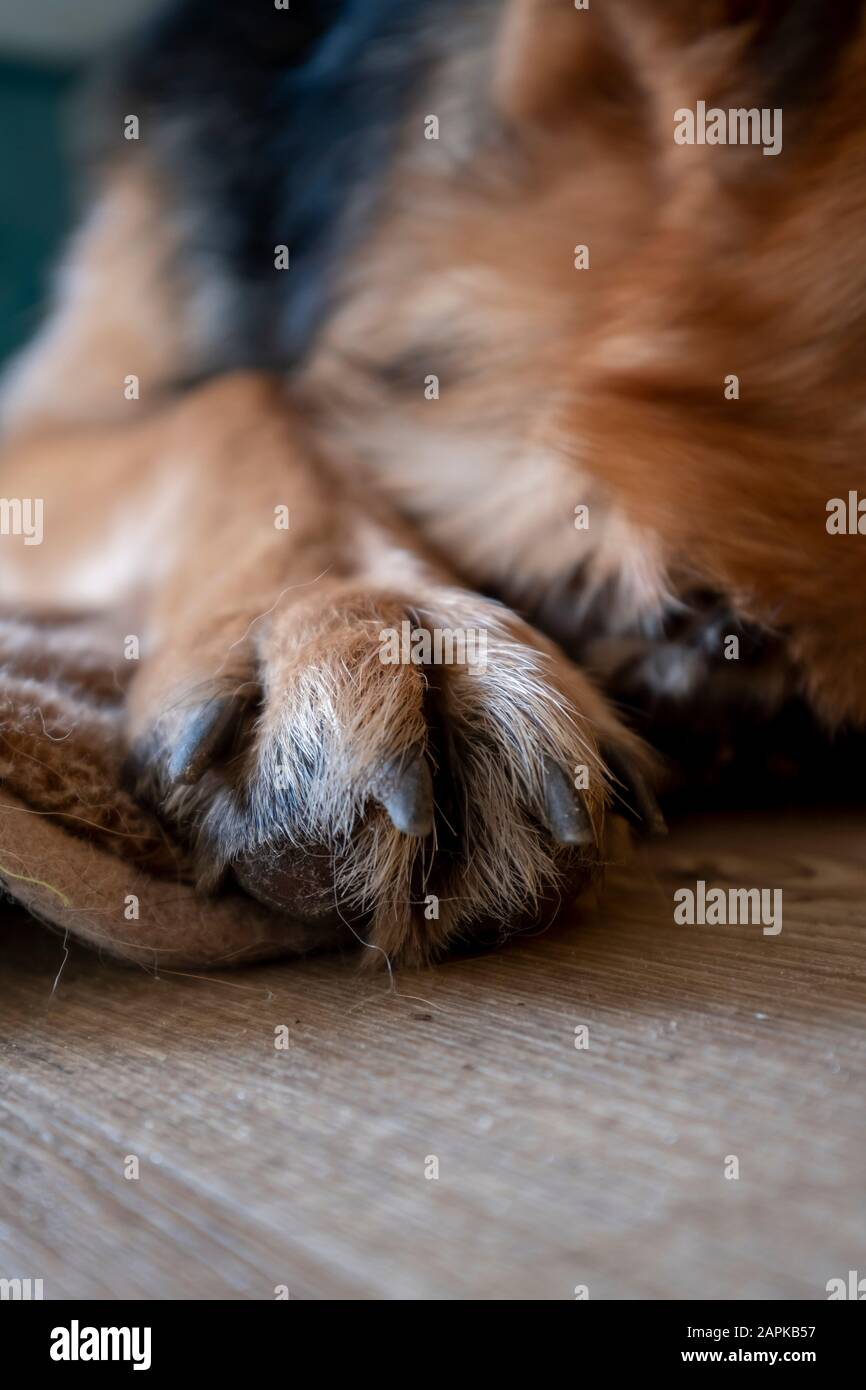 Le chien allemand Shepard montre le fond de sa patte Banque D'Images