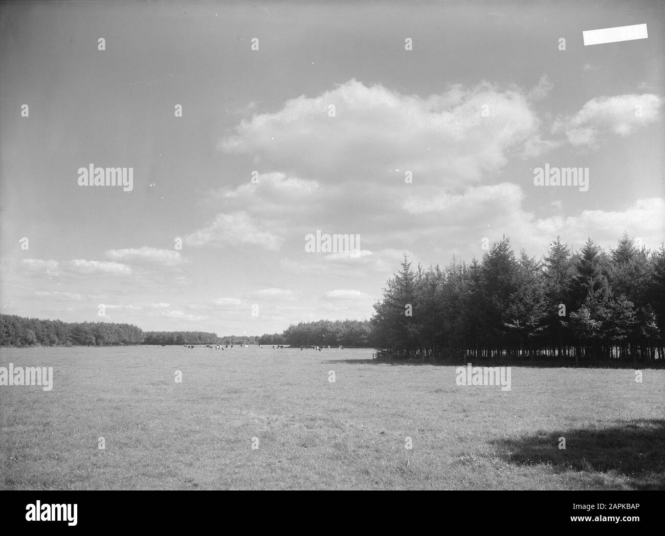 Bords de forêts, pâturages, élevage Date: Non daté mots clés: Bords de forêts, bétail, pâturages Banque D'Images