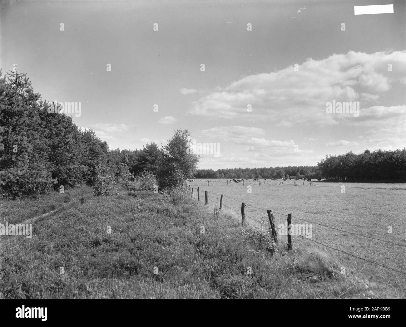 Arbres, avenues, foresterie, prairies, clôtures, élevage Date : non daté mots clés : Clôtures, arbres, foresterie, avenues, élevage, pâturages Banque D'Images