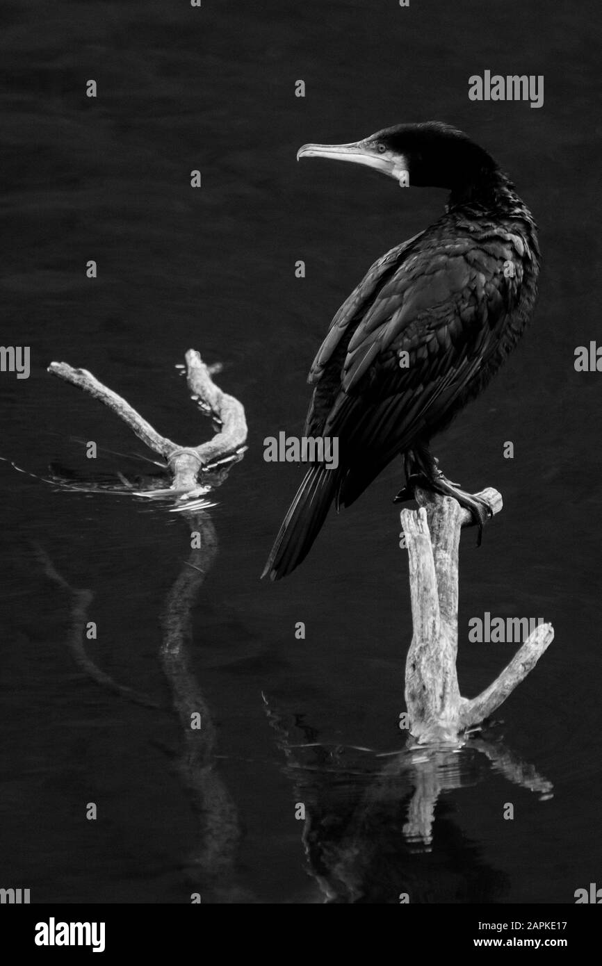 Cormorant noir sur l'eau noire Banque D'Images